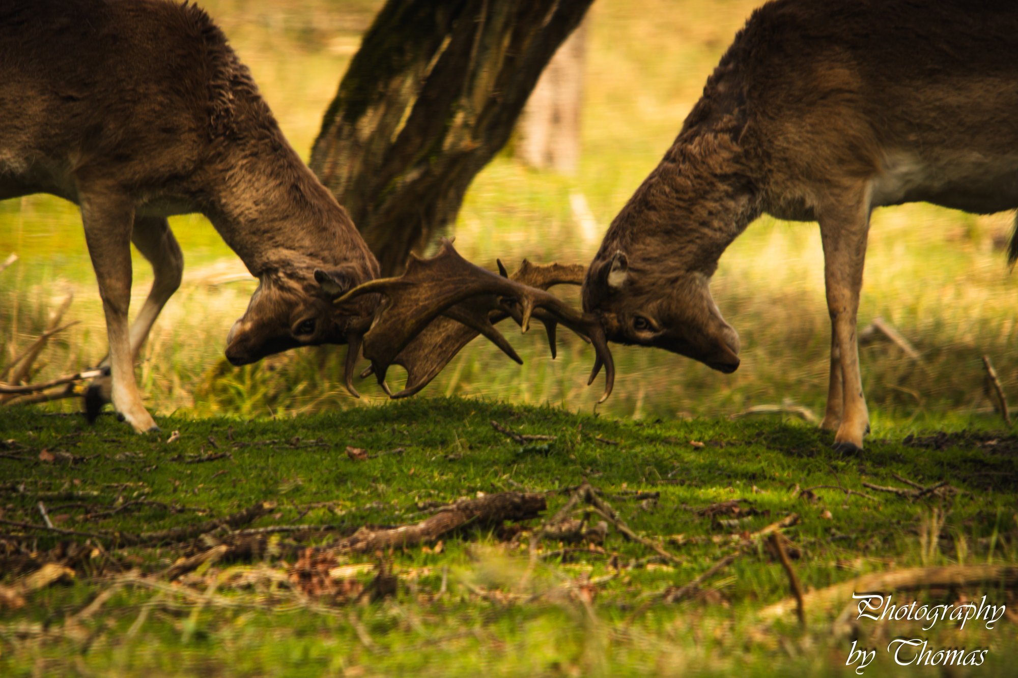 Deer Sparring
