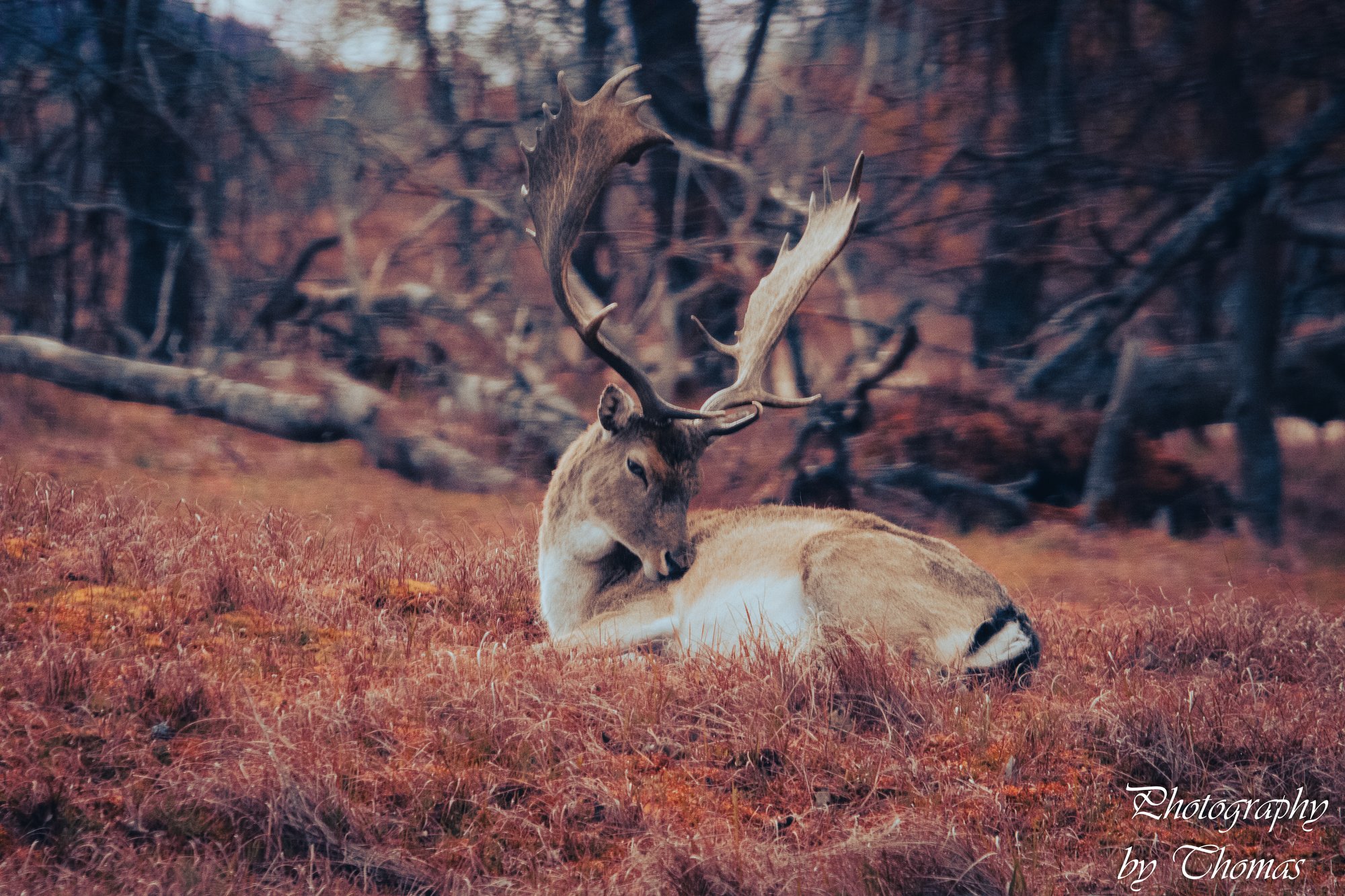 Fallow Deer at Rest