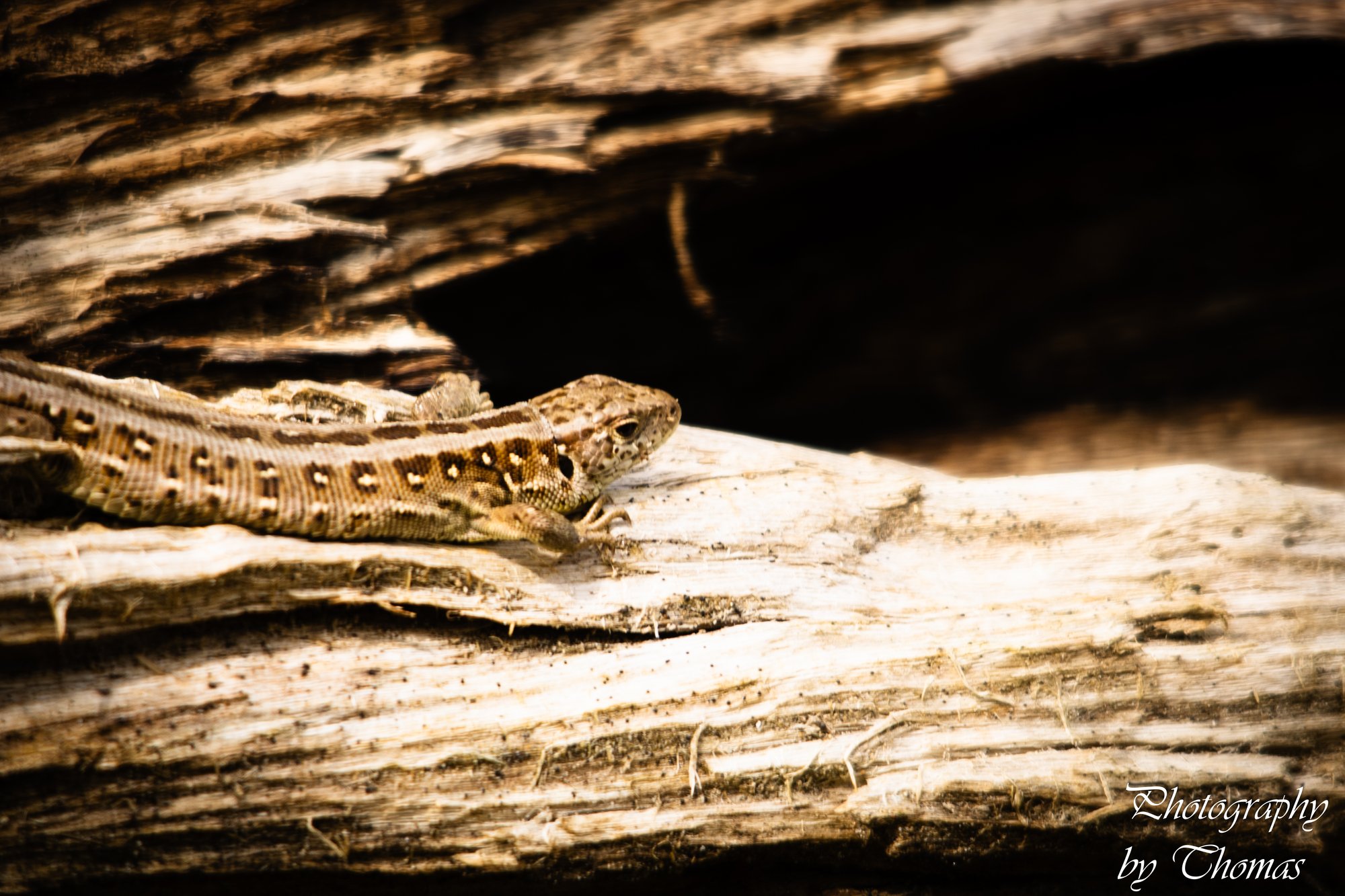 Lizard on Bark