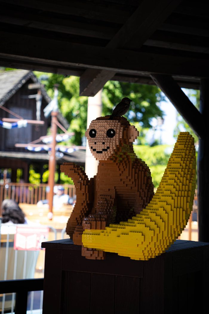 Monkey and Visitor