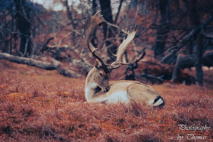 Fallow Deer at Rest