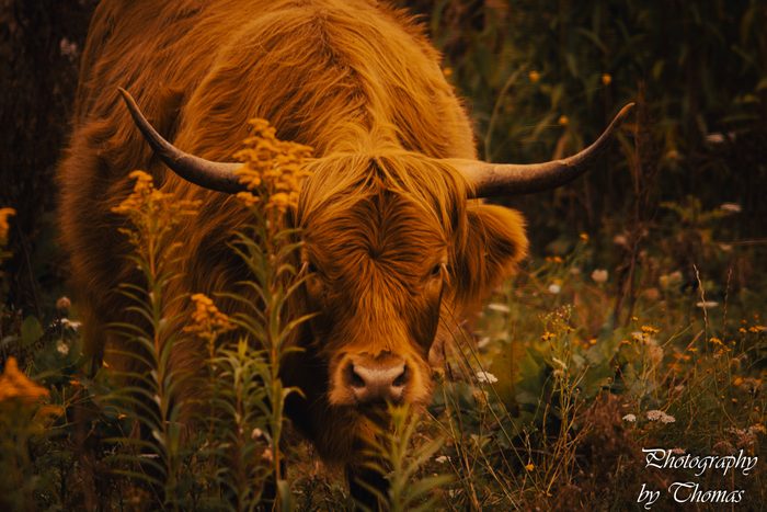 Highland Cow