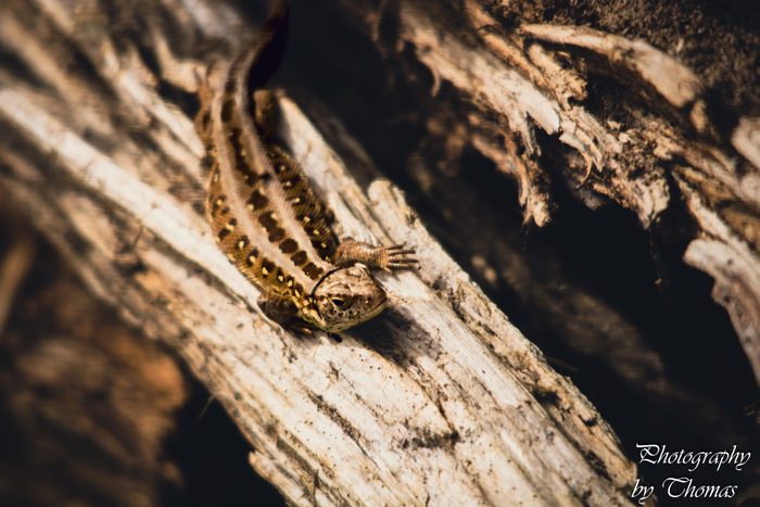 Lizard Basking