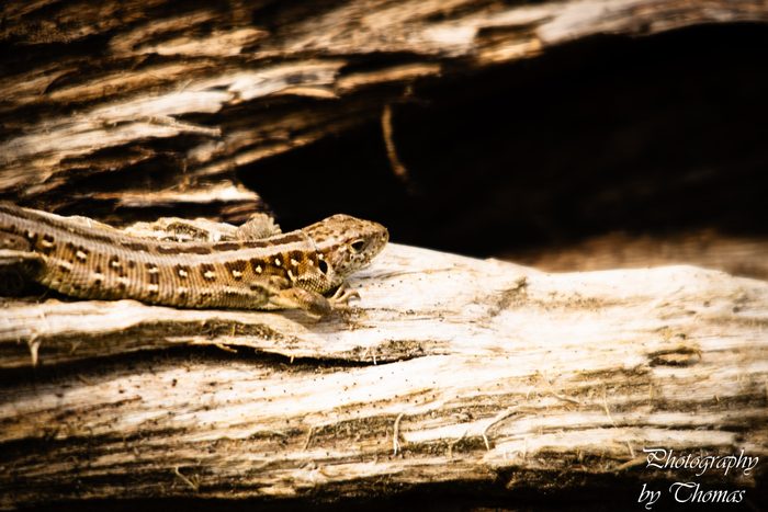 Lizard on Bark